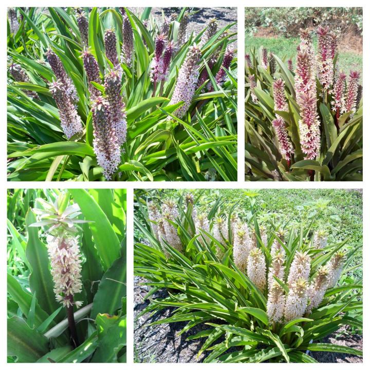 Optimal Conditions for Forcing Cut Pineapple Lily