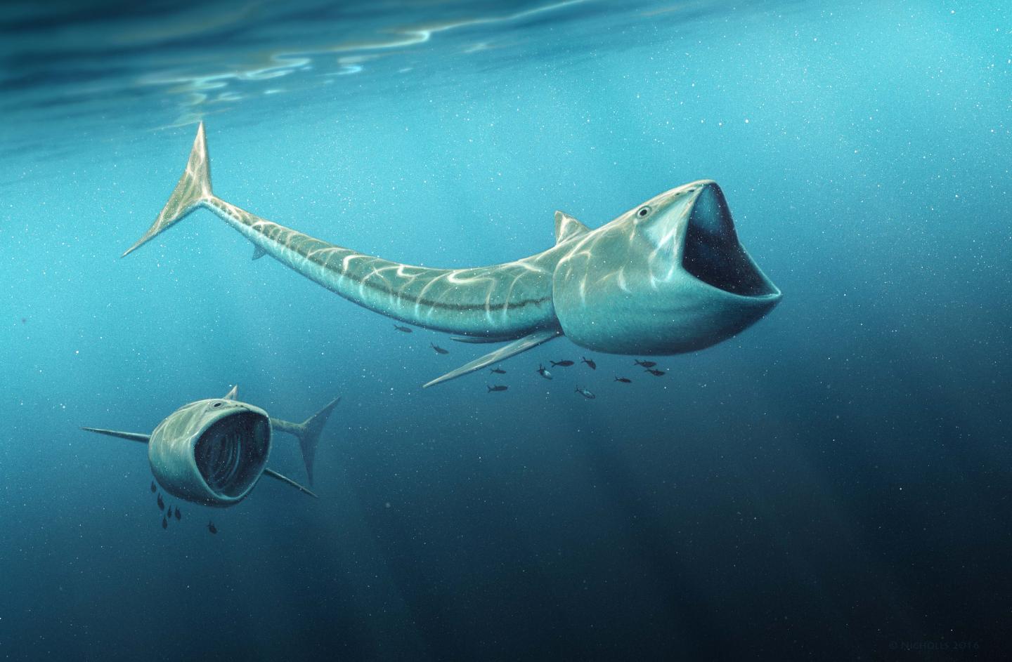 Drawing of Two New Plankton-Eating Fossil Fish Species, of the Genus Called <i>Rhinconichthys</i>