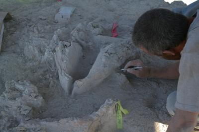 Excavation of Gomphothere Bones