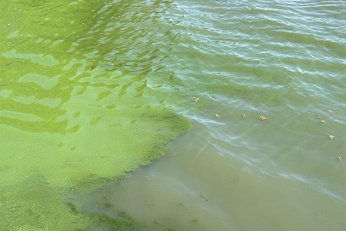 Algal Bloom