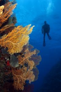 A scientific diver on the Global Reef Expedition research mission to New Caledonia