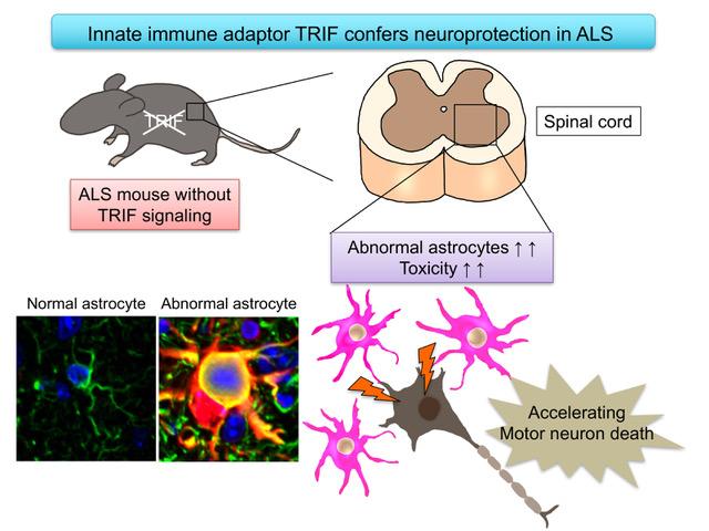 Innate Immune Adaptor TRIF Confers Neuroprotection in ALS