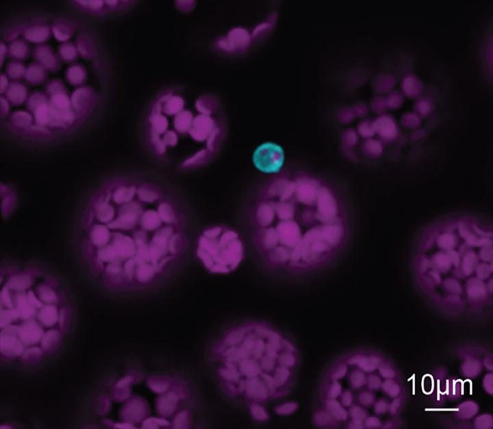 Vascular cells of Arabidopsis