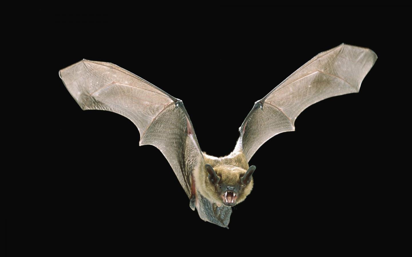 "Bat Detectives" Train New Algorithms to Discern Bat Calls in Noisy Recordings