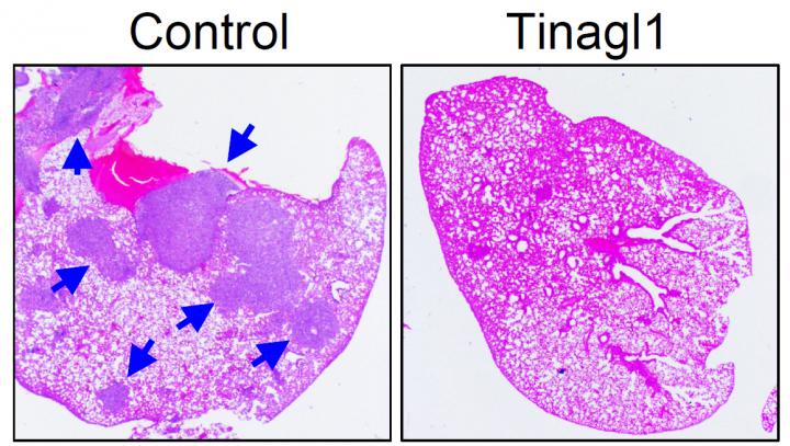 Mouse Lung Study with Tinagl1