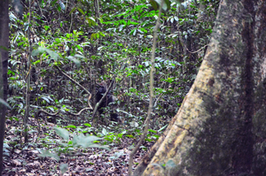 Ingara, a wild solitary silverback