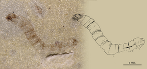 Protoanisolarva juarezi