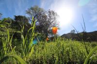 California Poppy against Oak and Grassland Backdrop at Stebbins