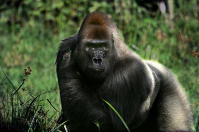 Silverback