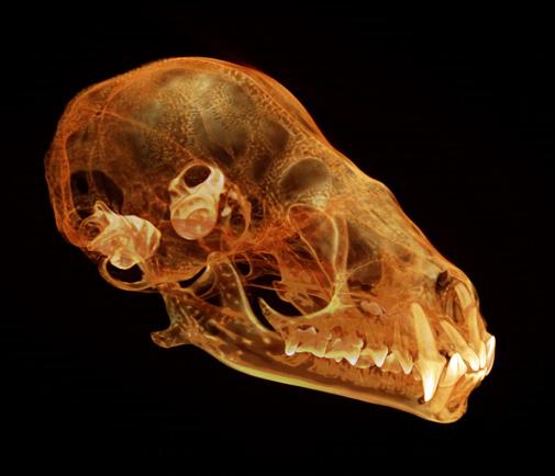 Short-Tailed Fruit Bat Skull