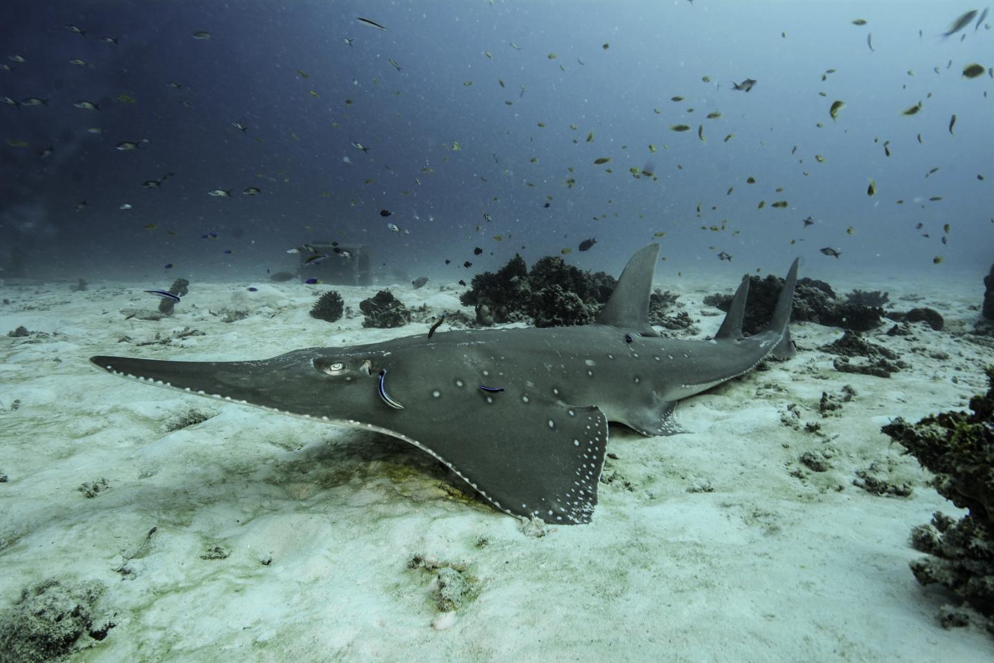 SOSF Project Leader Demian Chapman_Bottlenose Wedgefish