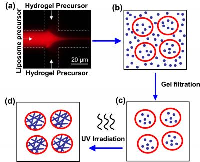 Liposome-Hydrogel Hybrids: No Toil, No Trouble for Stronger Bubbles