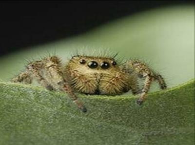 Female of the Jumping Spider, <I>Phidippus clarus</I>