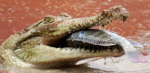 Female Orinoco crocodile