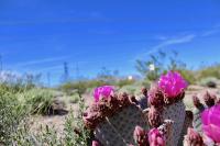 Beavertail cactus, Mojave