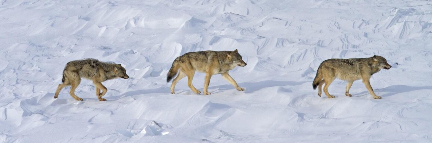 Surprisingly, Inbred Isle Royale Wolves Dwindle Because of Fewer - but More Highly Expressed - Harmful Genes (2 of 2)