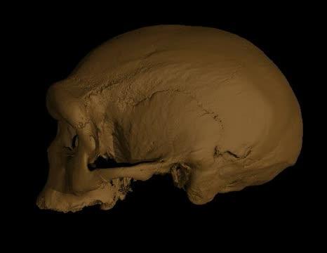 Viritual Harbin Cranium Reconstruction