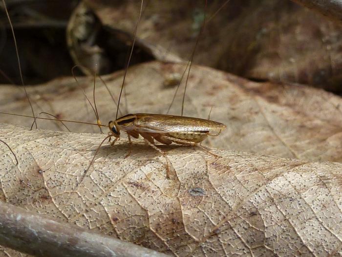 Cockroach – part of the soil fauna that feeds on crushed organic matter (detritus) and serves as a food source for other animals such as spiders and birds