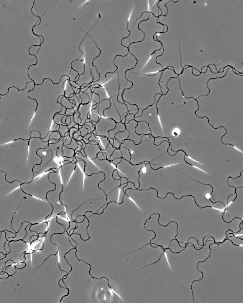 Semen from wild-type male Aedes aegypti.