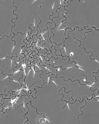 Semen from wild-type male Aedes aegypti.