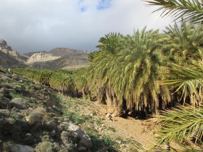 Phoenix Theophrasti Palms in Maridaki, Crete