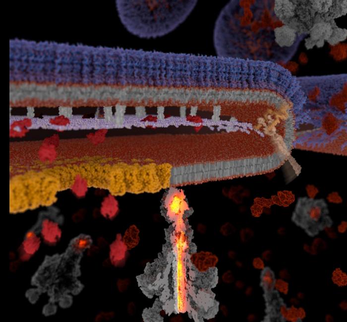 The exceptional secretion mechanism of Tc Toxins.