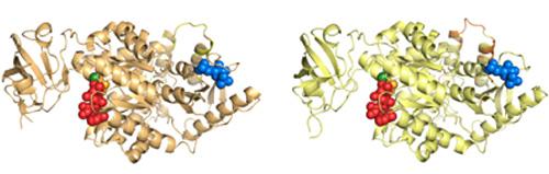 Pyruvate Kinase