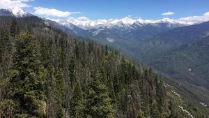 Can This Forest Survive? Predicting Forest Death or Recovery After Drought