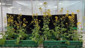 Experimental plants pollinated by bumblebees on limestone and tuff soil