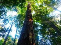 Amazon Rainforest Tree