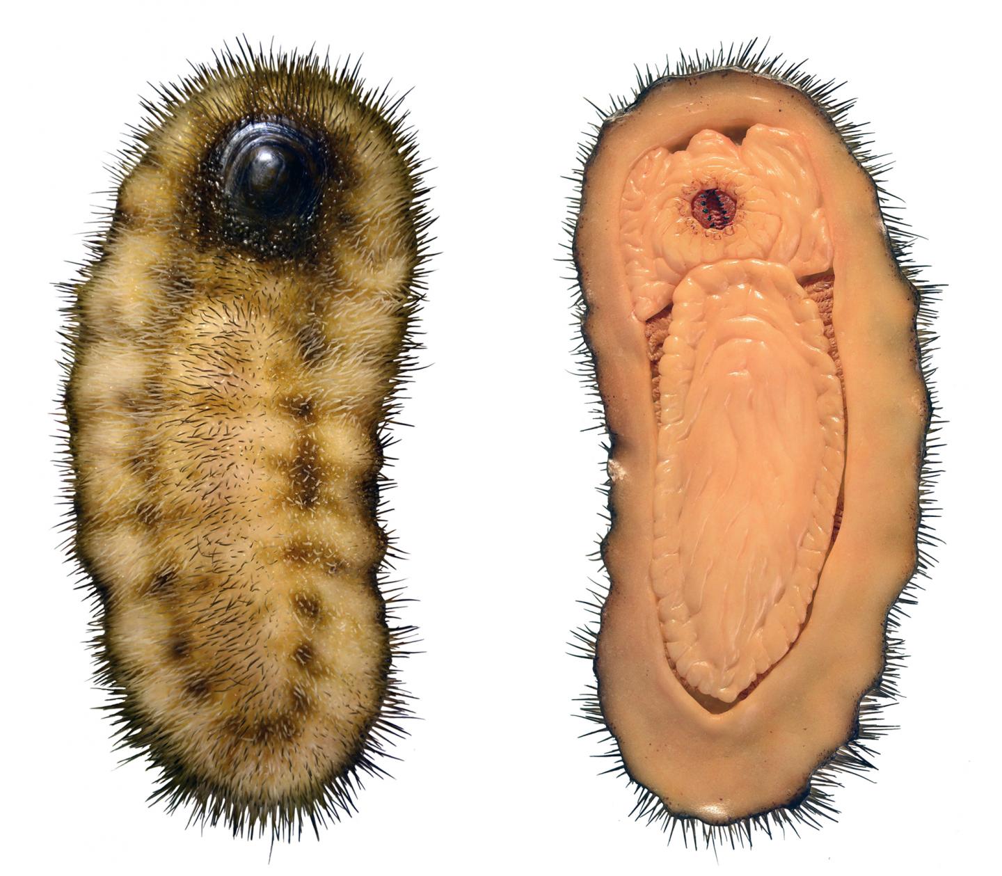 A Reconstruction of <i>Calvapilosa</i>