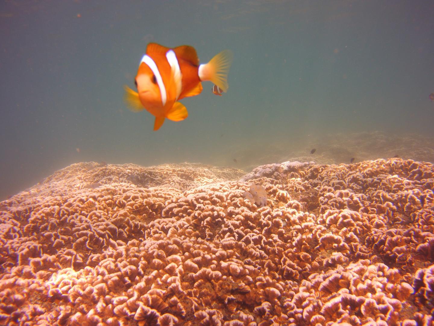 Yellowtail clownfish