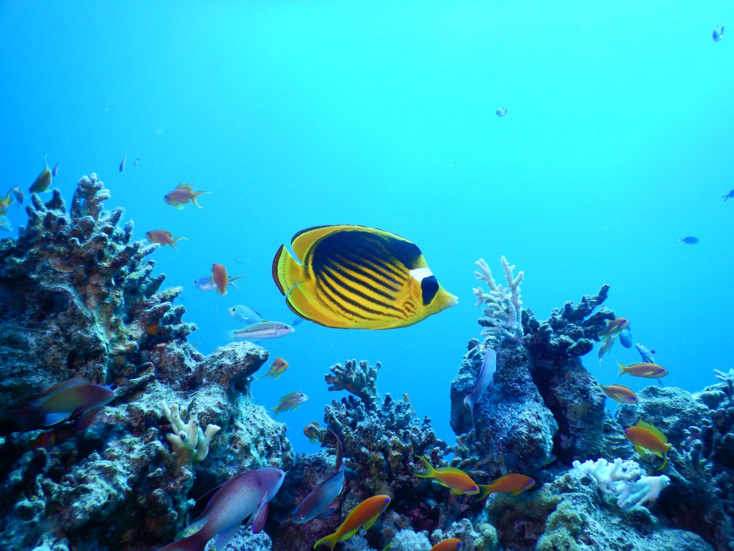 Warming-Resistant Corals from the Gulf of Aqaba Live Close to Their Cold-Water Bleaching Threshold