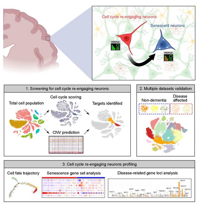Wake up and die: Human brain neurons re-entering the cell cycle age quickly shift to senescence