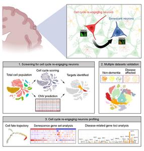 Wake up and die: Human brain neurons re-entering the cell cycle age quickly shift to senescence