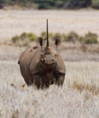 Rhinoceros Photo 2