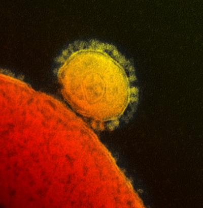 Novel Coronavirus