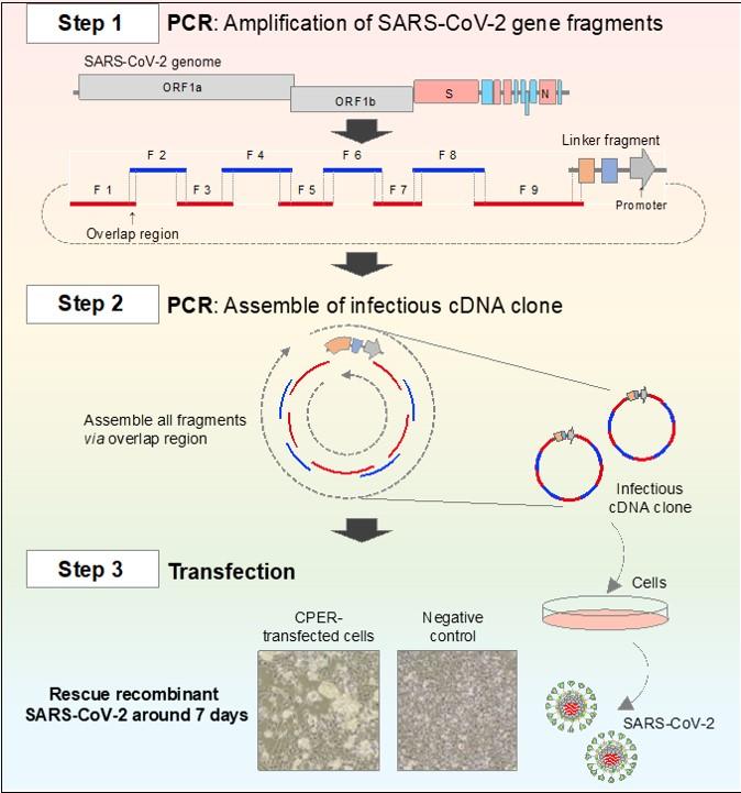 Figure. Reverse genetics for SARS-CoV-2 by the CPER method