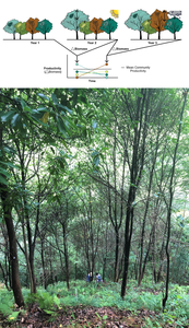 Illustration of asynchronous species responses & One mixture plot in Site A