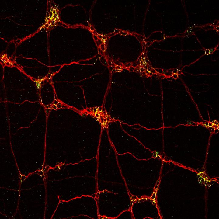 The Enteric Nervous System