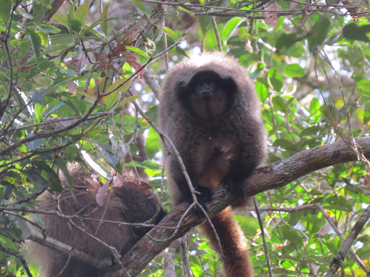 Titi Monkeys Use Probabilistic Predator Calls (1 of 14)