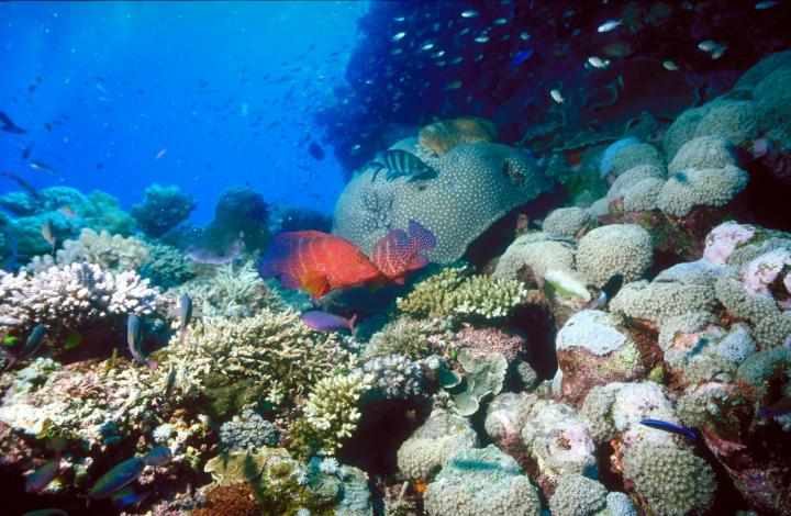 The Great Barrier Reef in 2010
