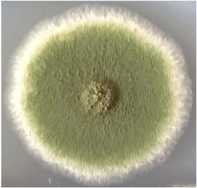 Drive Growth of Fungal Cells