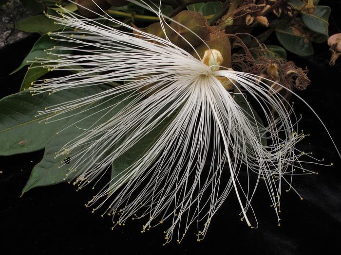 The flower of an Inga tree