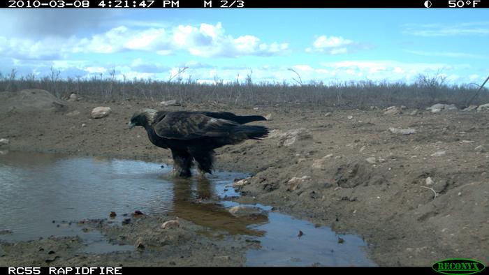 Golden Eagle