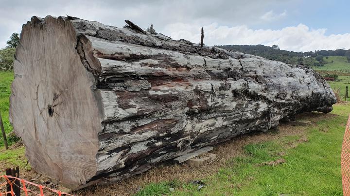 An ancient kauri tree log from Ng&#257;wh&#257;, NZ