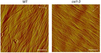 Cell Wall Layers