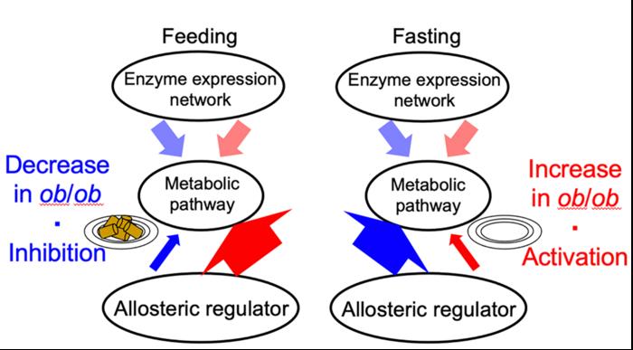 Allosteric response when feeding and fasting.