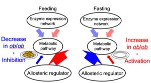 Allosteric response when feeding and fasting.