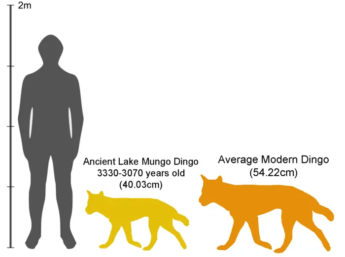 Dingo evolution - size over last 3,000 years